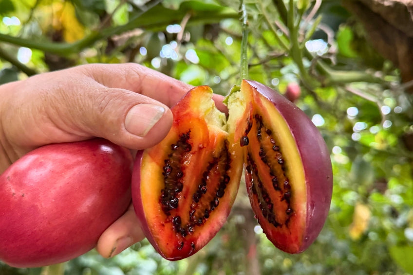 Tamarillo (Tomate de Arbol)