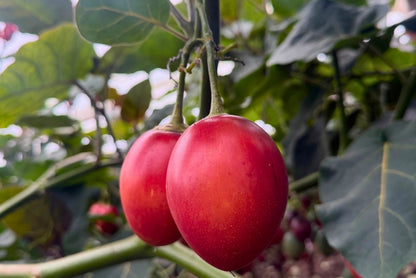 Tamarillo (Tomate de Arbol)