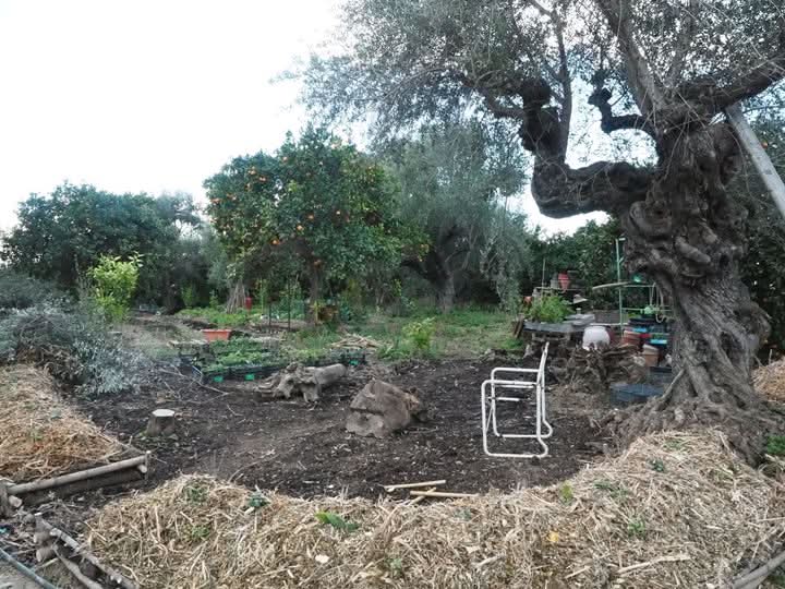 Silver Leaf - Bio Grüne große Oliven in nativem Olivenöl - Entsteint