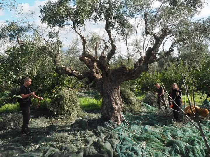 Silver Leaf - Bio Grüne große Oliven in nativem Olivenöl - Entsteint