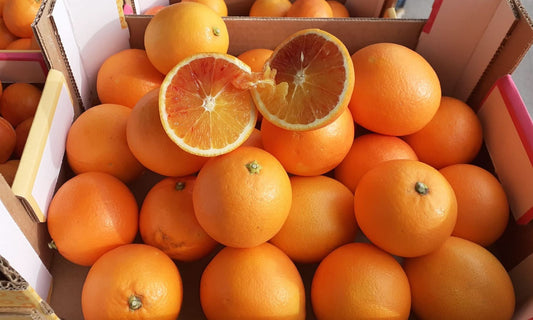 Bio Ätna Tarocco Orangen von Andrea Sizilien