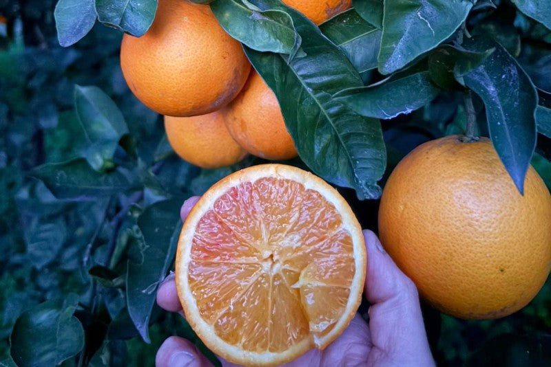 Halbblut-Orange „Tarocco“ Bio von Fratelli Bilardi Kalabrien