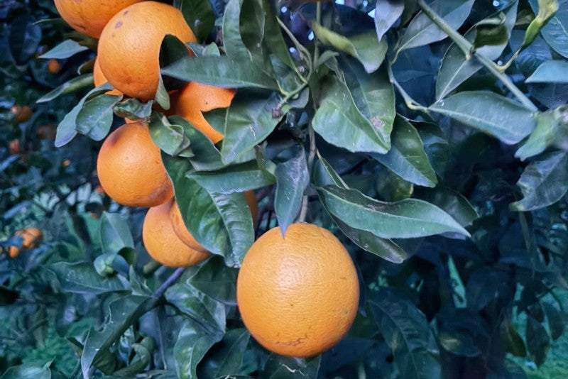 Halbblut-Orange „Tarocco“ Bio von Fratelli Bilardi Kalabrien