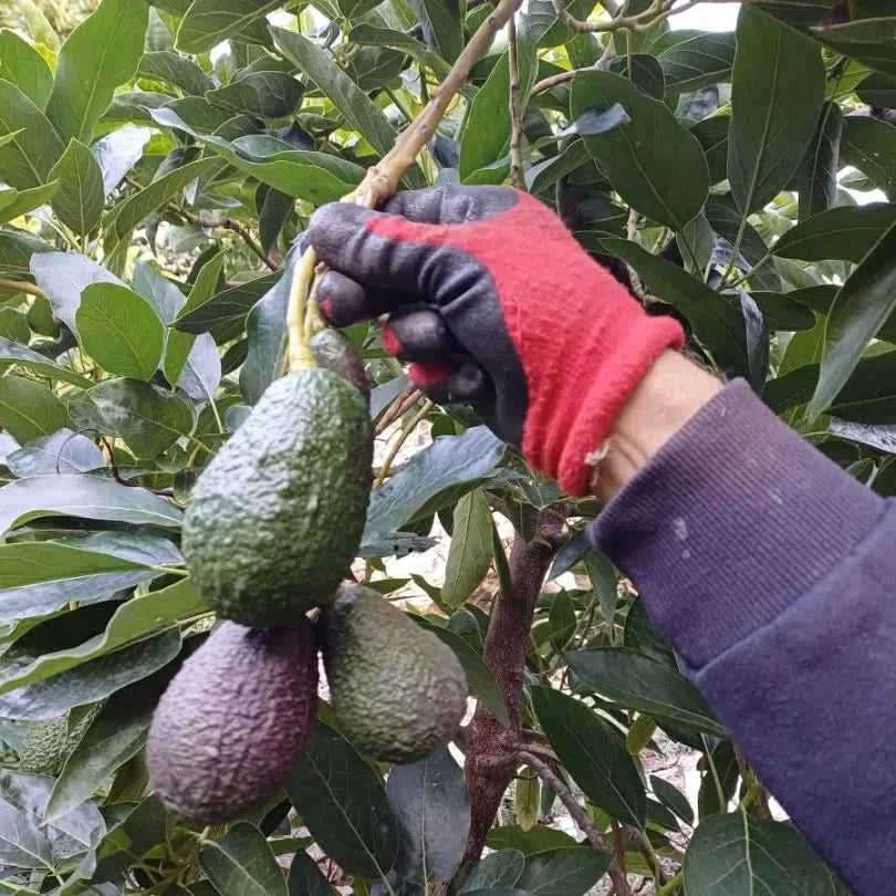 Avocadorarität Telesforo wild von Julian