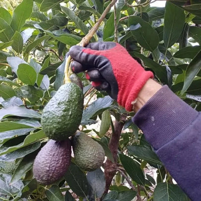 Avocadorarität Telesforo wild von Julian