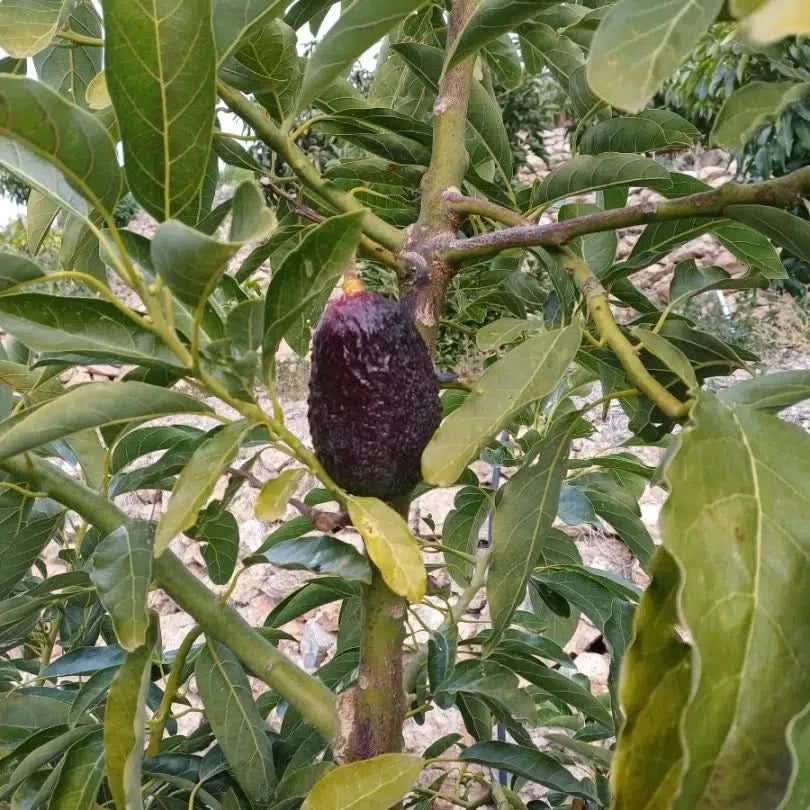 Avocadorarität Telesforo wild von Julian