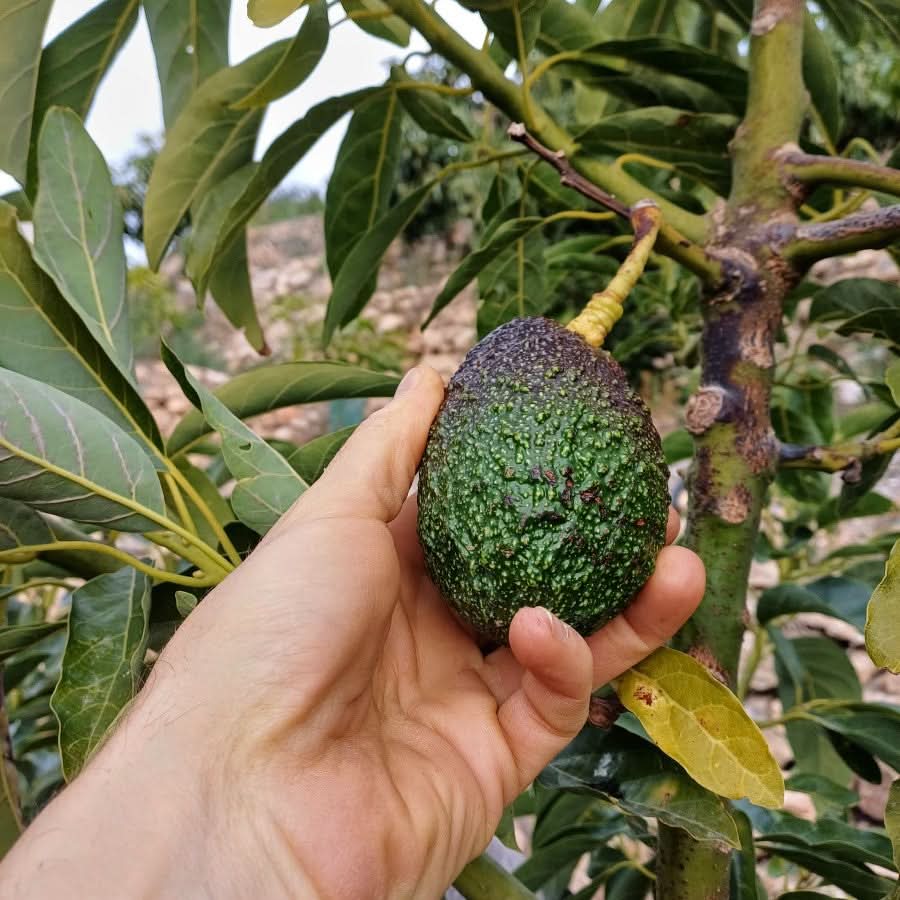 Obstbox "Cher-Man-Cado" Aktionspreis % 4kg