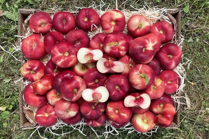 nektarinen wie aufbewahren Weinberg-Nektarinen Griechenland Bio bestellen