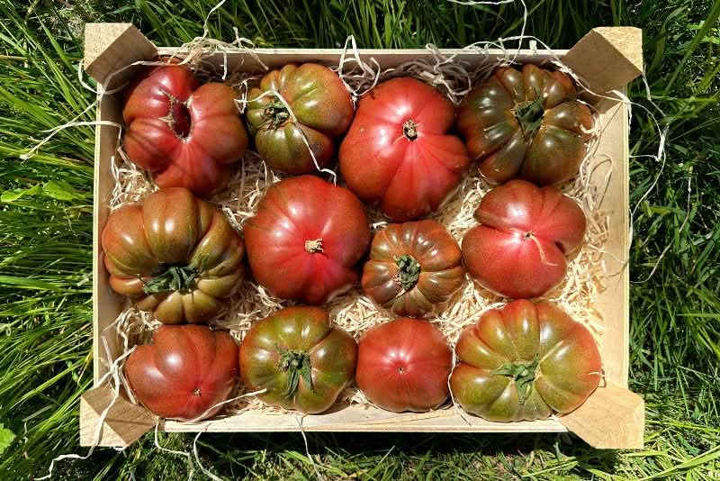 Tomate Côtelée Noire Bio (alte Sorte)