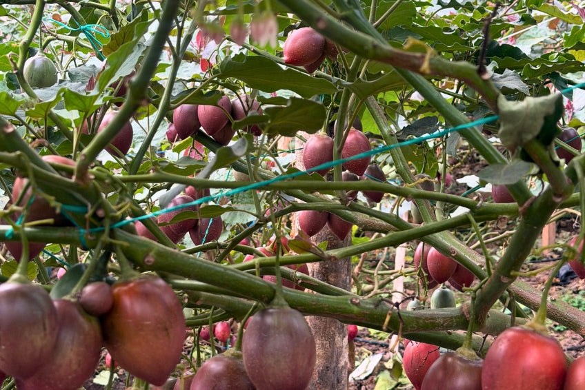 Tamarillo (Tomate de Arbol)