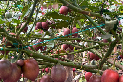 Tamarillo (Tomate de Arbol)