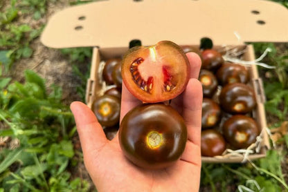 Delikatess-Tomaten schwarz "Kumato" 2kg Box Aktionswoche %