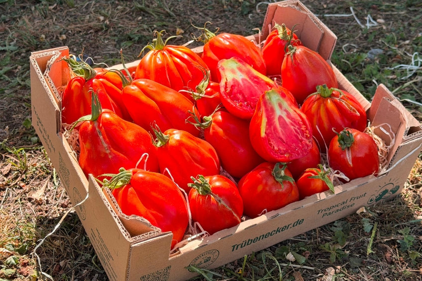 Tomaten "Ochsenherz" Bioland vom Biohof Laurer aus Landau (weiche, alte Sorte)