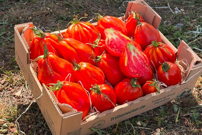 Tomaten "Ochsenherz" Bioland vom Biohof Laurer aus Landau (weiche, alte Sorte)