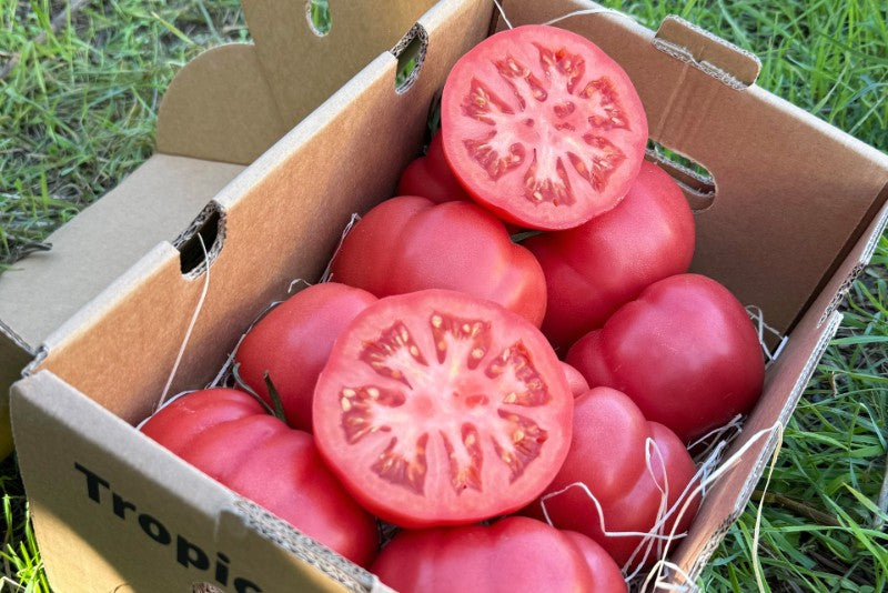 aufgeschnittene tomate aufbewahren Delikatess-Tomate Daniela‘ Bio von Julian bestellen