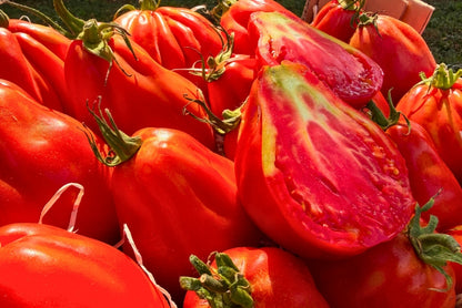 Tomaten "Ochsenherz" Bioland vom Biohof Laurer aus Landau (weiche, alte Sorte)