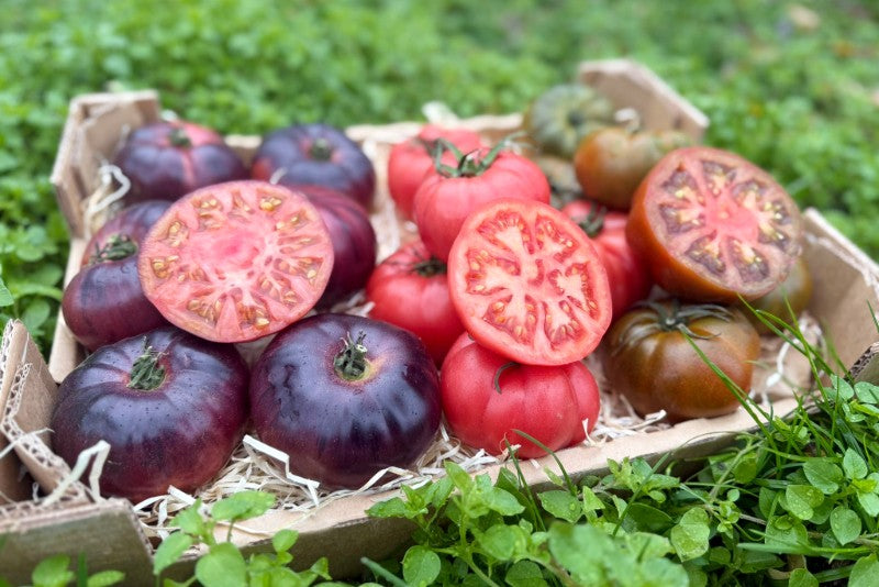 Tomaten Mix von Julian Sonderaktion % 3kg Box