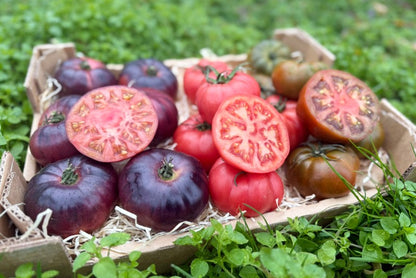 Tomaten Mix von Julian Sonderaktion % 3kg Box