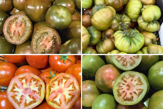 Tomaten Mix von Julian