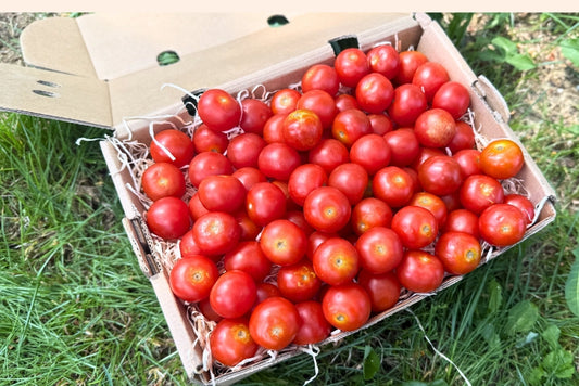 Kirschtomaten Bio von Antonio Retterbox 1kg