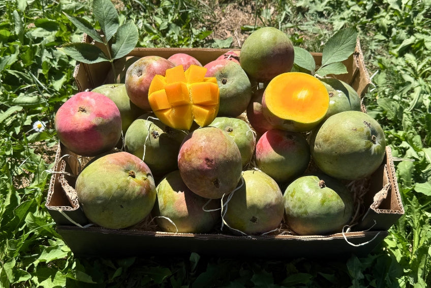 Mango Torbe von Julian