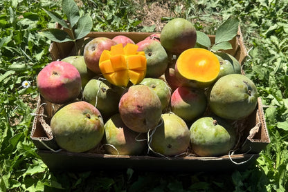 Mango Torbe von Julian