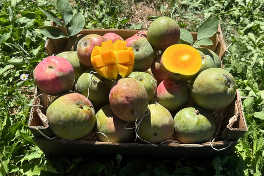 Mango Torbe von Julian