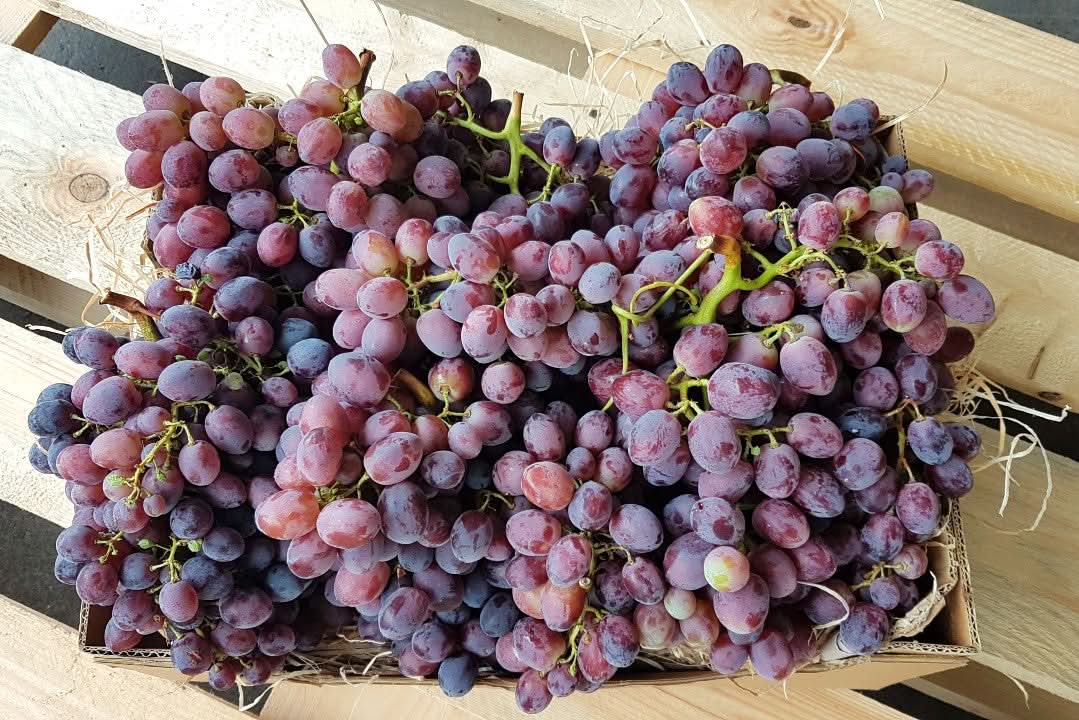 Bio Traube kernlos "Summer Royal" Box 5kg