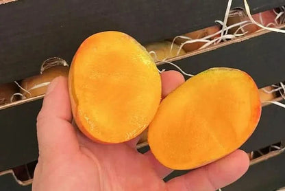 Mango Tropigold Premium von Julian