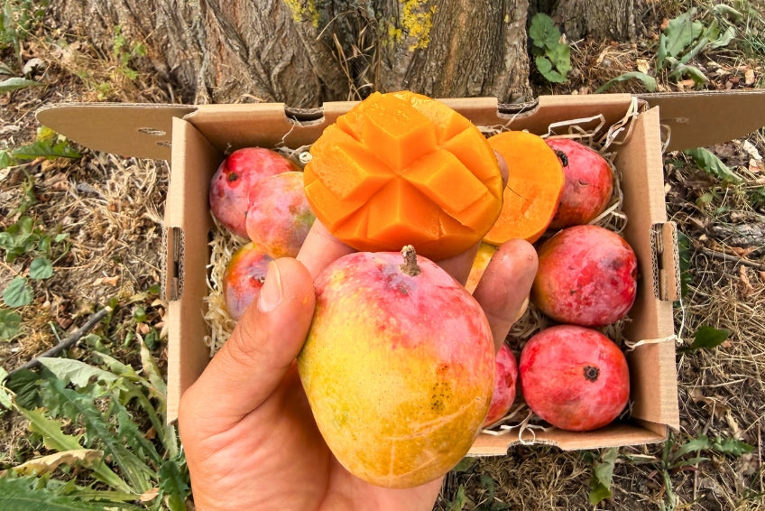 Mini-Mango Tropigold von Antonio Aktionspreis %