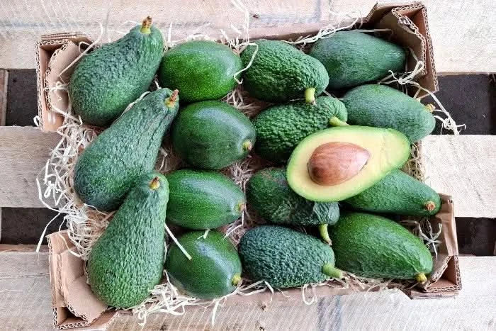 Avocado-Mix Bio & Wild von Julian Wochenaktion % 4kg