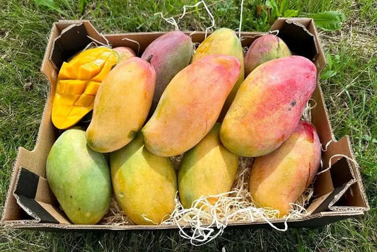 Mango Valencia Pride von Julian Aktionspreis %
