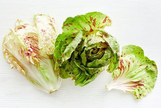 Radicchio Delikatesse Variegato Bio di Castelfranco