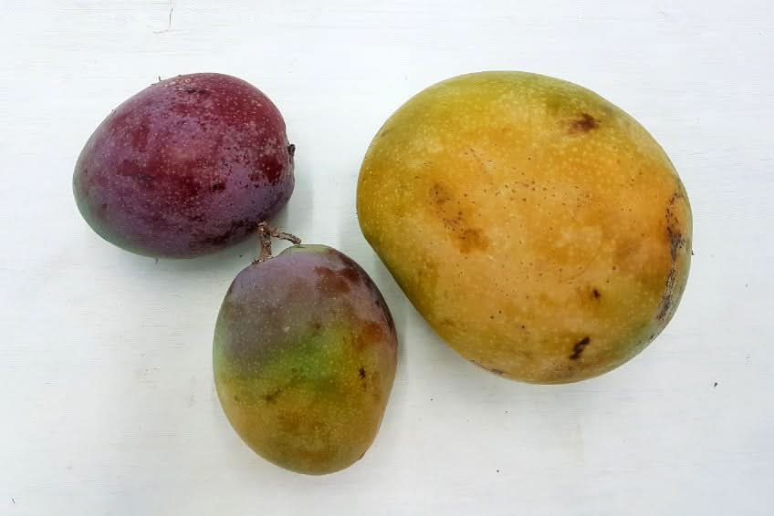 Mangorarität Venezolano wild Aktionspreis % 1kg