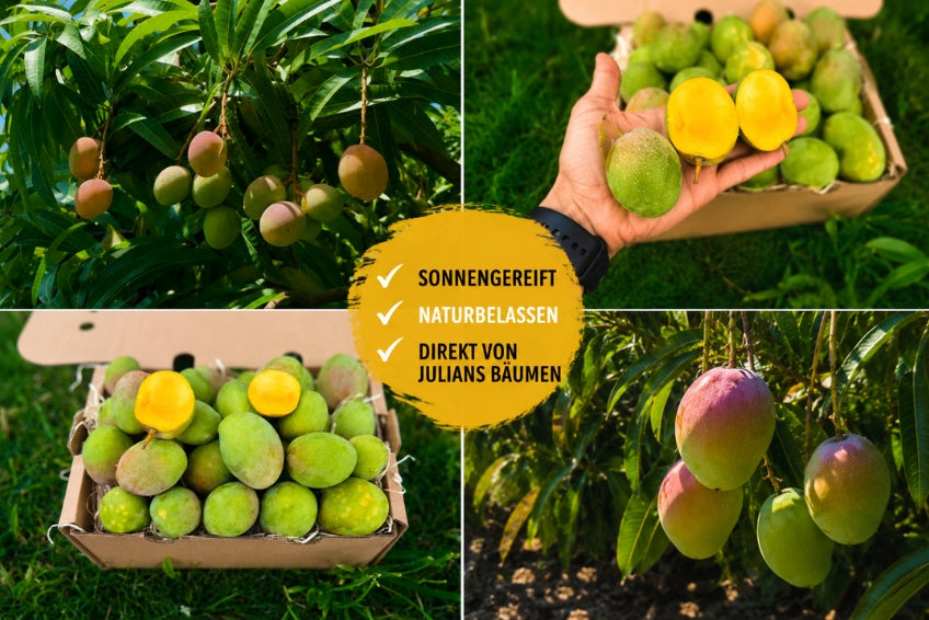 Baby-Mango Kensington Pride von Julian