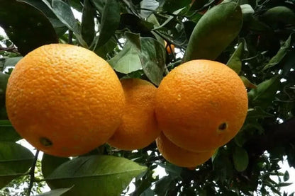 Orangen Bio „Valencia-Late“
