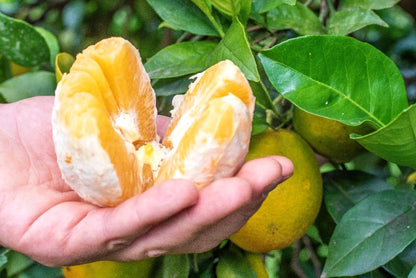 Orangen Washington Navel Bio Sizilien Sonderaktion % 8kg