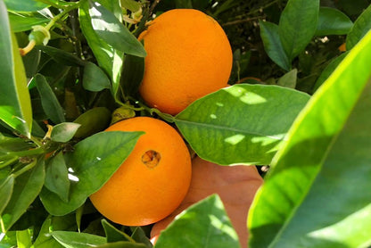 Orangen Washington Navel Bio Sizilien Sonderaktion % 8kg