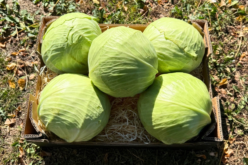 Weißkohl bio regional Demeter neue Ernte vom Obergrashof