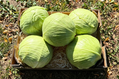 Weißkohl bio regional Demeter neue Ernte vom Obergrashof