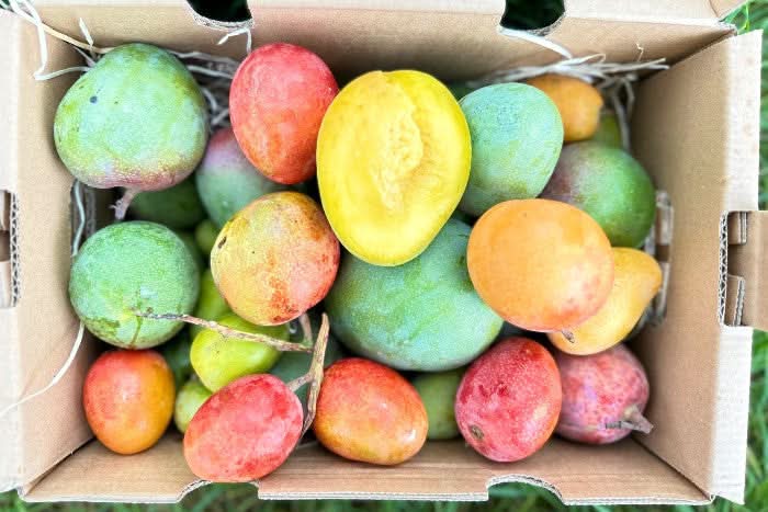Baby-Mango Mix "Wild Wonders" Sparpreis-Box