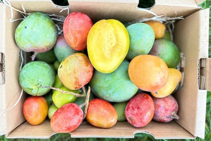 Baby-Mango Mix "Wild Wonders" Sparpreis-Box