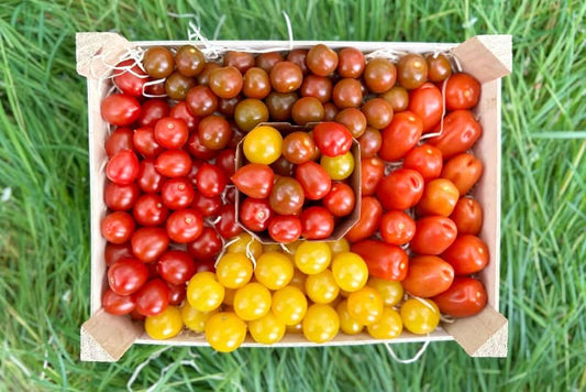 Mini-Tomaten wild bunt Bio von Pepe Sparpreis-Box