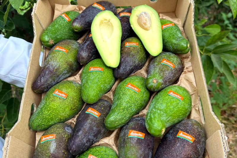 Avocado Wild Bio Demeter von Julia