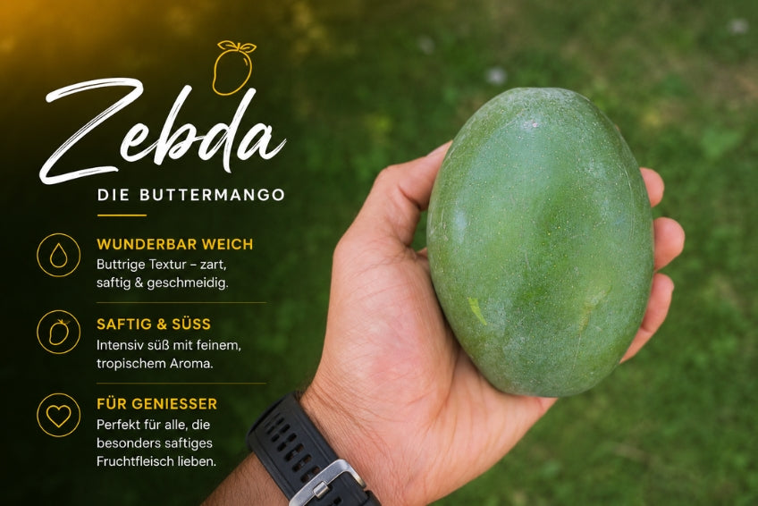 Ägyptische Mango Entdeckerbox (3kg)