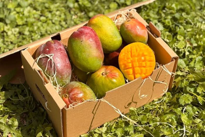 Mango Rarität "Zill" von Julian