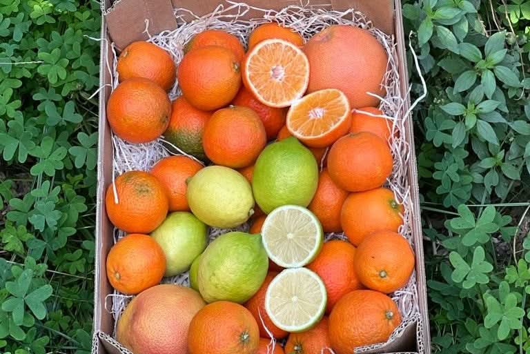 Zitrusfrüchte