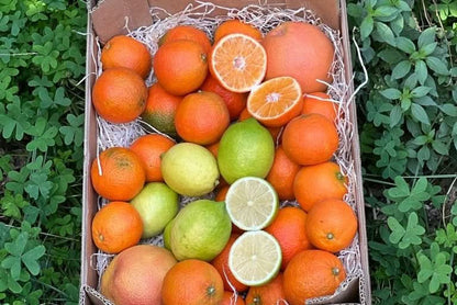 Saft-Box Weihnachts-Special Bio