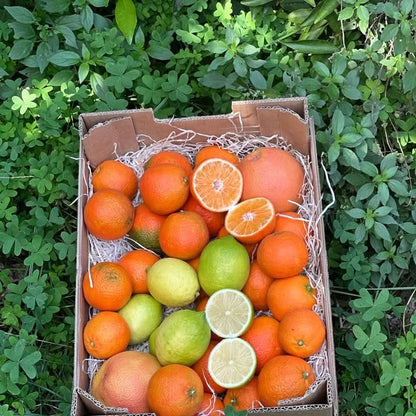 Saft-Box Weihnachts-Special Bio