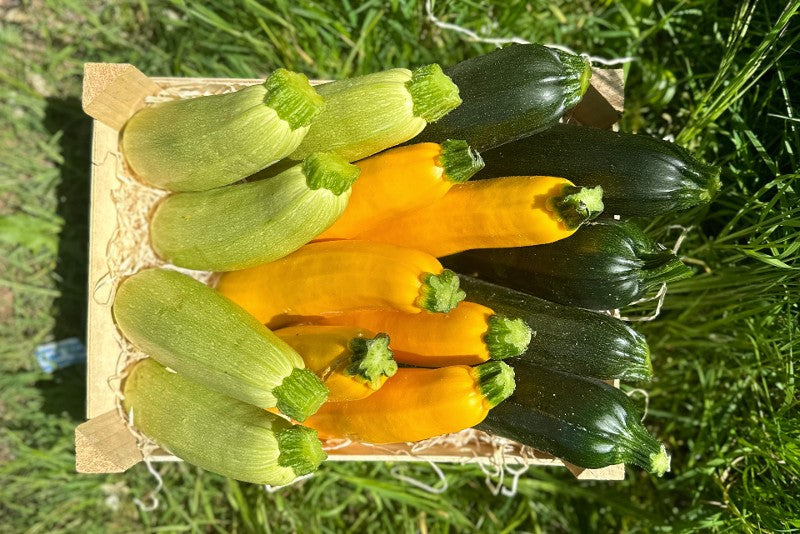 Bunte Zucchini Raritäten demeter vom Obergrashof